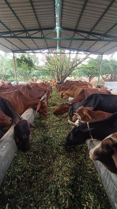 Spiritual and Scientific Significance of Cow Dung and Urine in Worship and  Rituals - Hariom Ashram